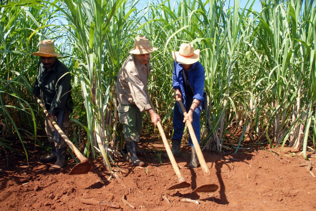 La atención a las plantaciones cañeras influyó, junto con otros factores, en el aumento de la cantidad de toneladas disponibles a moler en la próxima zafra. Foto: Modesto Gutiérrez, Ain.