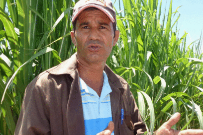 La caña de azúcar no es tan dulce en Peonía