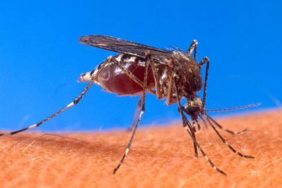 Preguntas y respuestas sobre el virus Chikungunya en América Latina