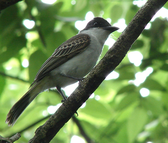 Foto: Agustín Borrego