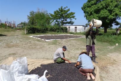 Frijol carita en  apuros