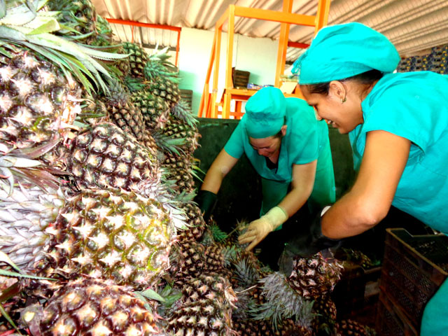 Dispone el colectivo laboral de un centro de beneficio para el cepillado, fumigación y otras labores dirigidas a garantizar la calidad de la fruta exportable. (Fotos: Del autor)