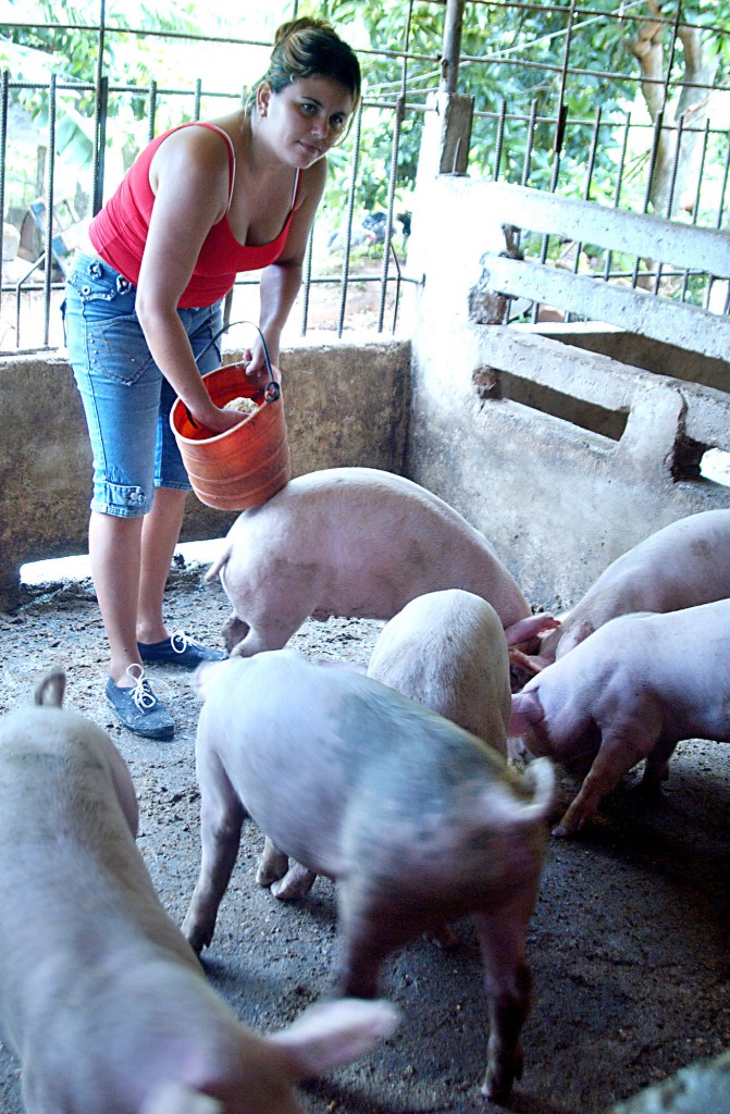 En las ciudades está prohibida la crianza de cerdos, y donde es posible se precisan rigurosas licencias sanitarias. Foto: José R. Rodríguez Robleda