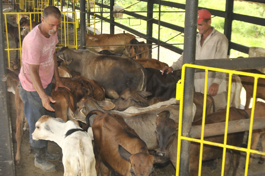 El módulo pecuario de la UBPC Rigoberto Corcho forma parte de la versatilidad de su objeto social. Foto: José Raúl Rodríguez Robleda.