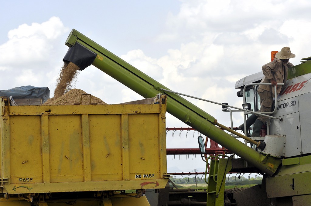 Las áreas arroceras de la UBPC Rigoberto Corcho tributan al balance nacional y al autoabastecimiento. Foto: José Raúl Rodríguez Robleda.