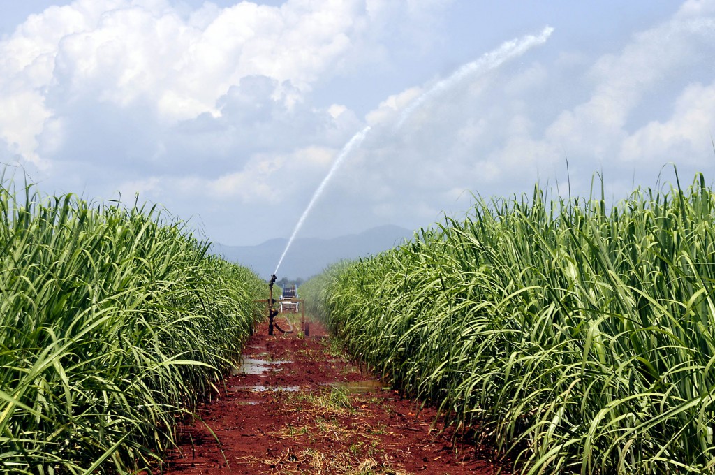 Las inversiones aprobadas para nuevas áreas de riego favorecieron, entre otros factores, el aumento de los rendimientos agrícolas. Foto: José Raúl Rodríguez Robleda.