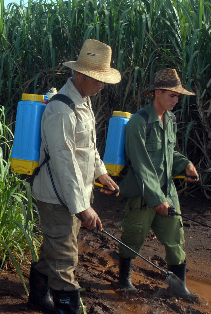 La atención a las plantaciones en el momento adecuado resulta esencial para aumentar el rendimiento. Foto: Modesto Gutiérrez, AIN