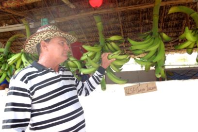 Vuelve el plátano vianda a la mesa familiar