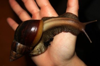 Caracol Gigante Africano en zona urbana de La Habana