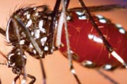 Confirman 13 casos de chikungunya en Cuba; no hay Ébola