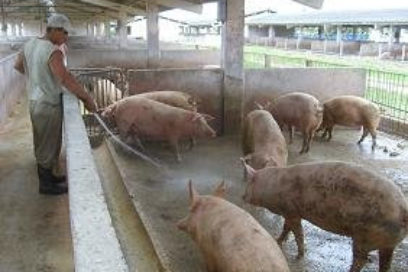 Alternativas para un aumento de producción porcina