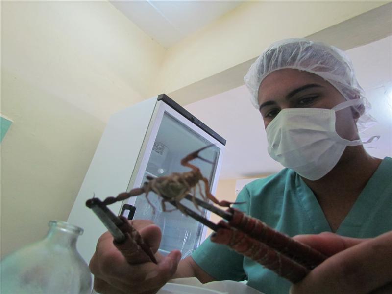 La toxina de la mencionada especie de alacrán sirve para fabricar el Vidatox, importante complemento en la lucha contra el cáncer.