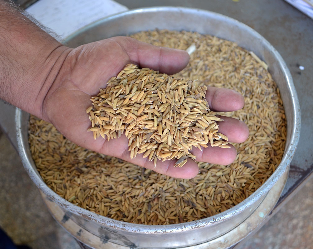 La producción de semillas exige una alta calidad, que se verifica con pruebas desde el campo hasta los laboratorios. Fotos: René Pérez Massola