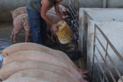 Matanzas incrementará producción de alimento porcino