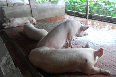 Celebrarán su día trabajadores agropecuarios y forestales