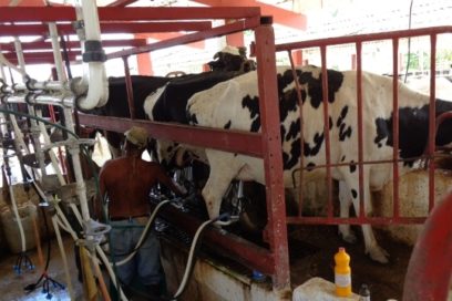 Empresa Pecuaria Genética de Matanzas aporta más leche que su plan