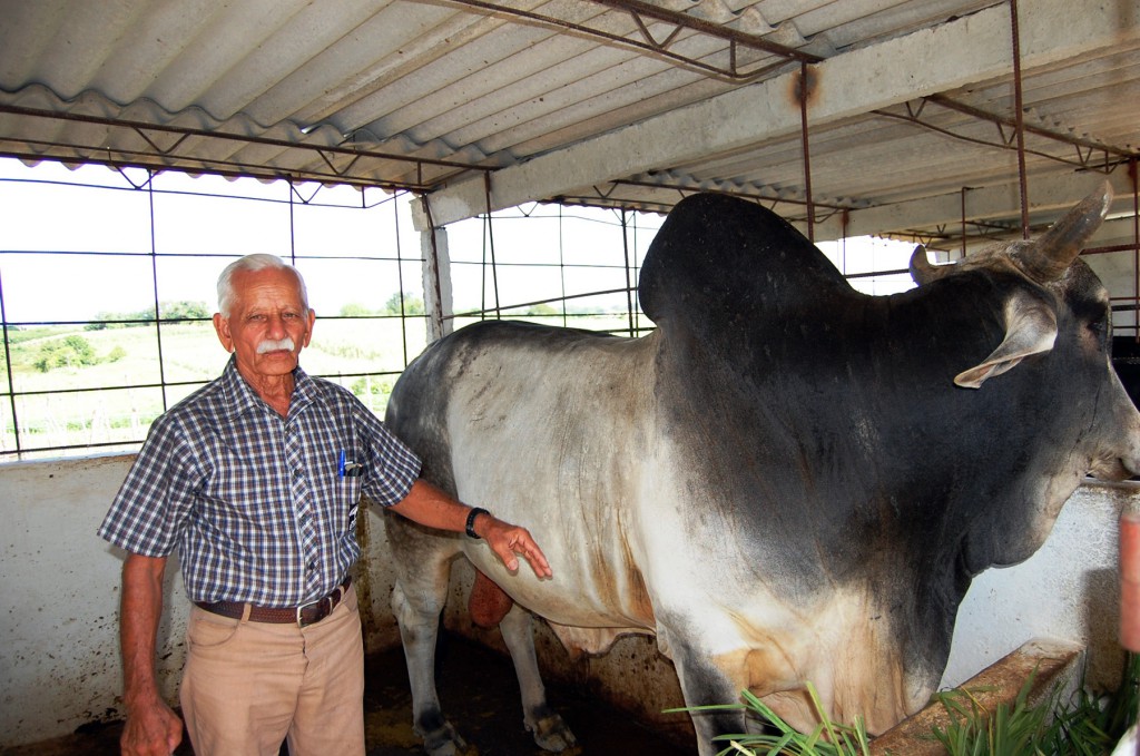 Manolito junto a un semental que ha ganado premios en ferias ganaderas.| Foto: Barreras Ferrán