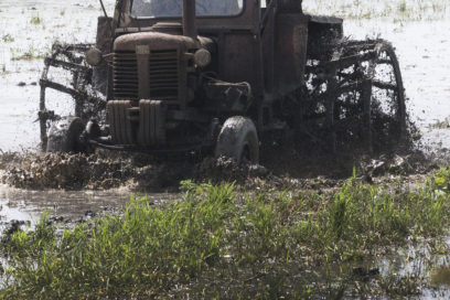 Ciencia en las simientes