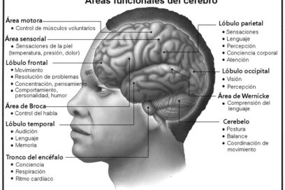 Tres meses en el crecimiento del cerebro