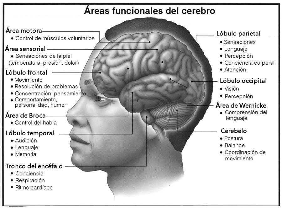 cerebro