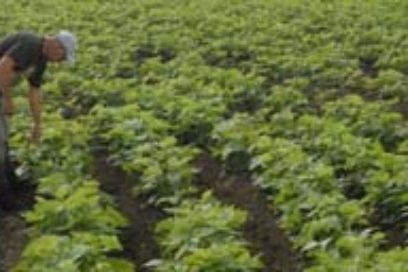 A las puertas de la nueva contienda frijolera