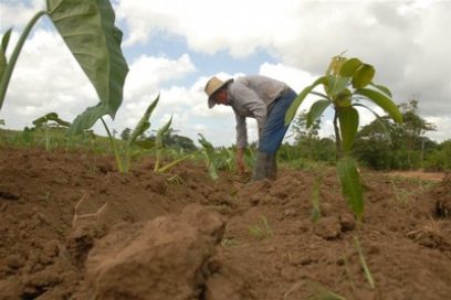 Acercarnos al fruto