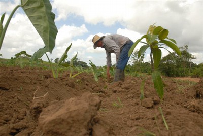 Cada municipio espirituano tiene una cooperativa enfocada en la producción de frutales. Foto: Vicente Brito.