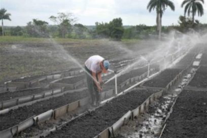 Garantizar el tabaco, sin chapucerías