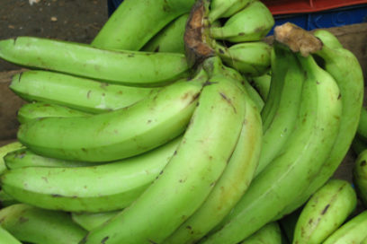 Crece cosecha de plátano vianda en Camagüey