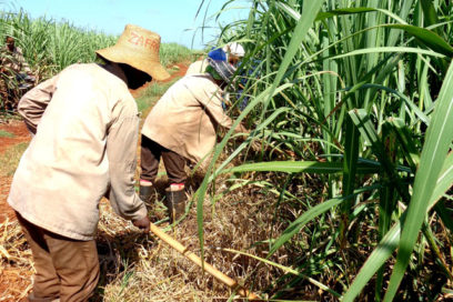 A golpe de mocha muere el marabú