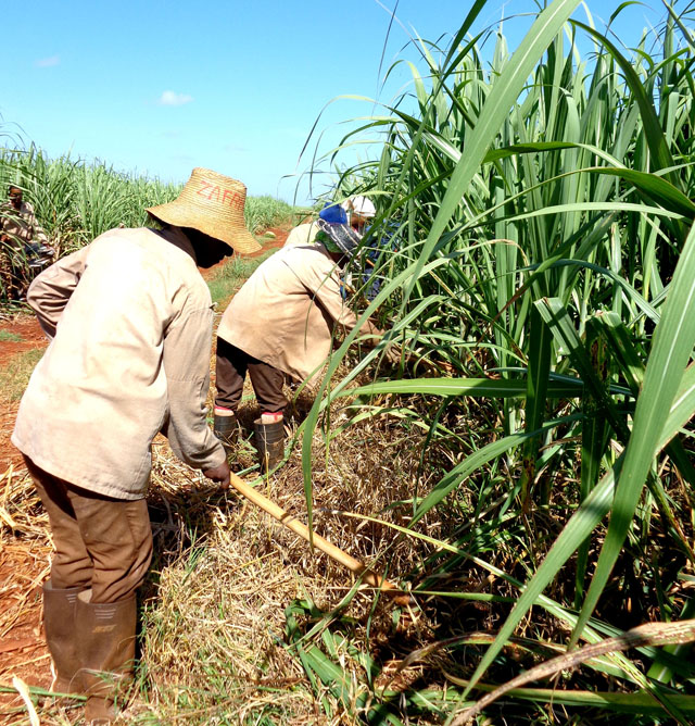 A golpe de mocha muere el marabú