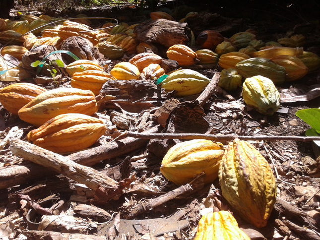 La abundancia de frutos demuestra que se puede cultivar cacao en el llano.