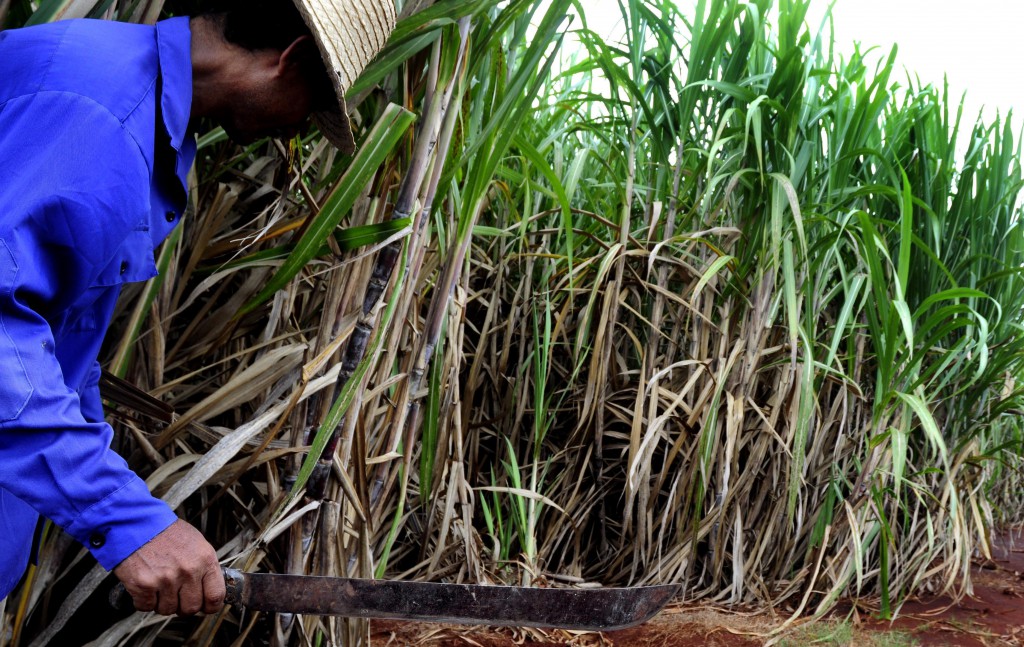 El sellaje de las plantaciones garantiza más caña por área. Foto: Roberto Carlos Medina