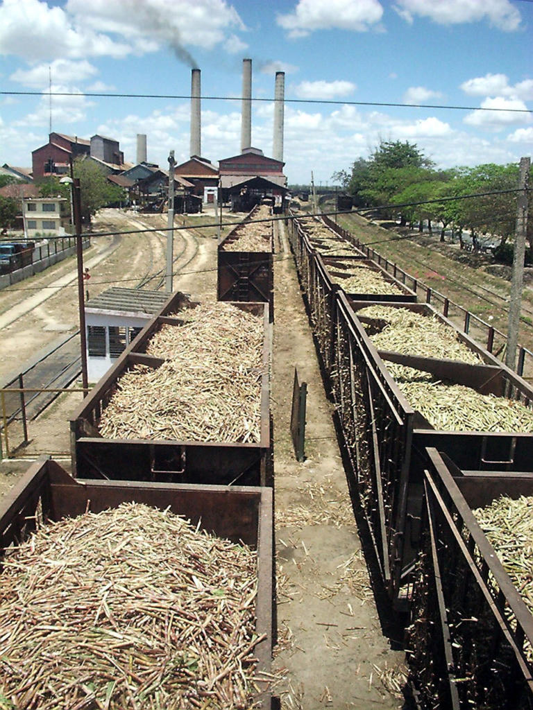 Que una cantidad significativa de UBPC logre rendimientos de más de 60 t/h sustenta la vialidad de esta forma productiva. Foto: Carlos Cánovas