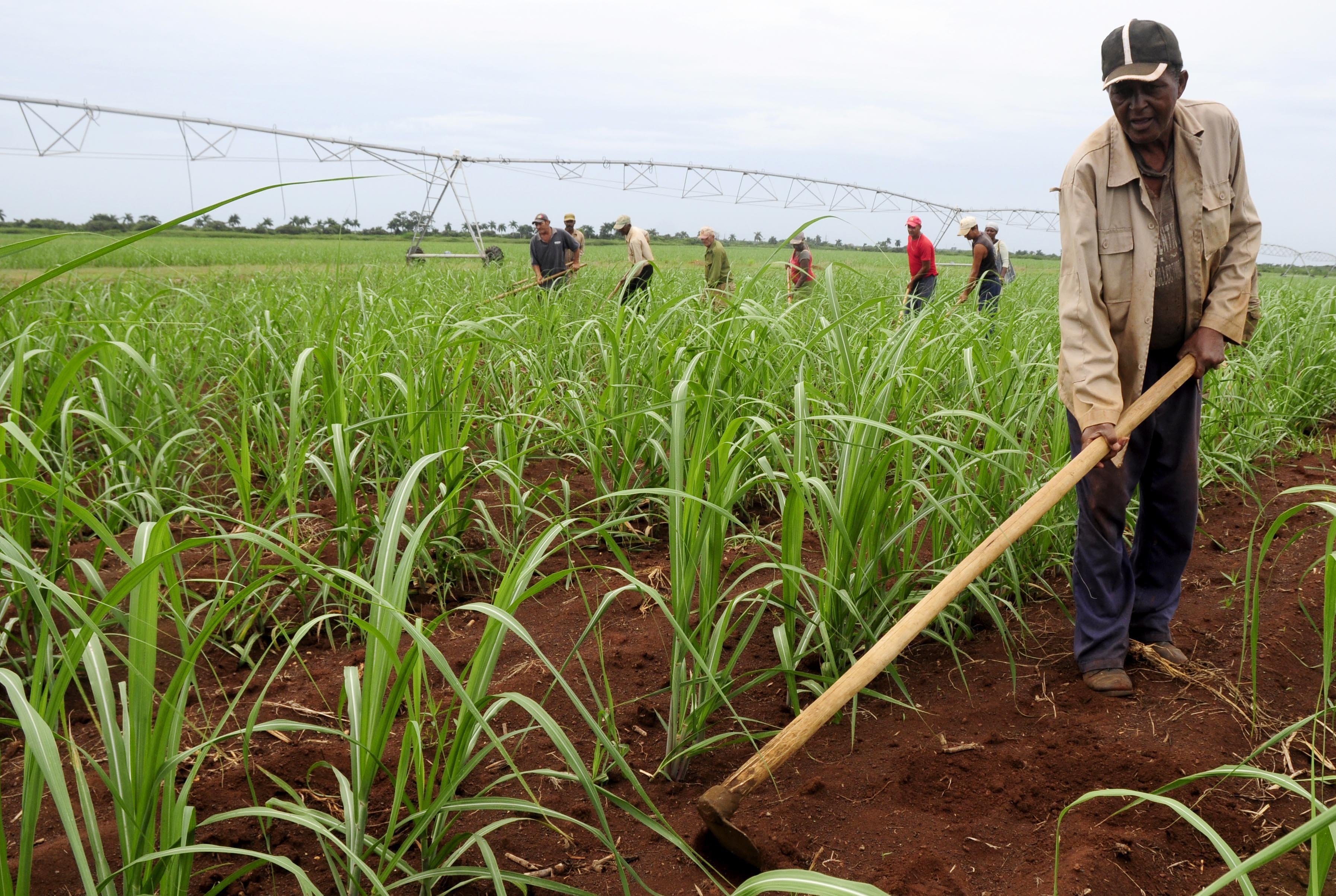 Reverdecer de los cañaverales • Trabajadores