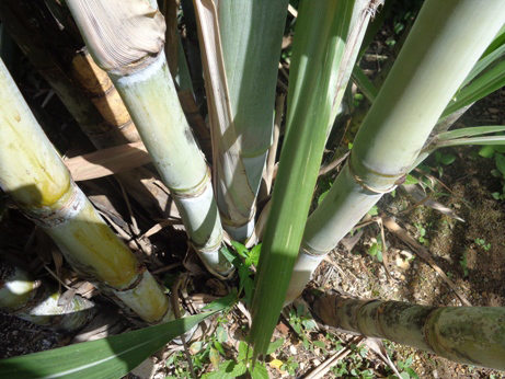 Plantaciones de esta calidad respaldan altos rendimientos. Foto: Lourdes Rey Veitia