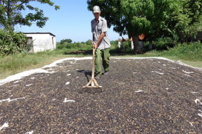 El frijol carita  salió del apuro