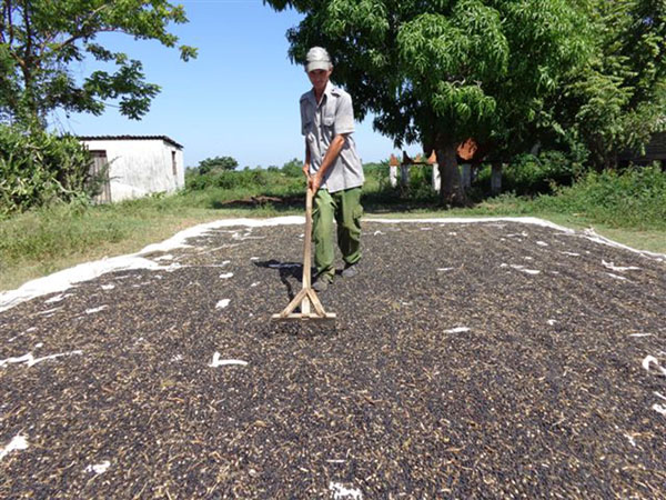 El tratamiento oportuno del grano contribuyó a evitar pérdidas. Foto: Del autor