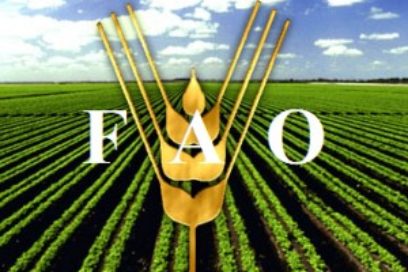 Cuba dispuesta continuar colaboración con la FAO