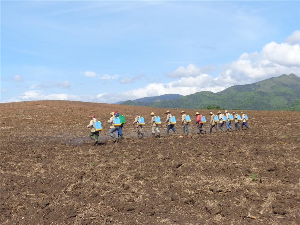 Riego de herbicidas en terrenos de caña recién sembrada, al costado de Guarico.