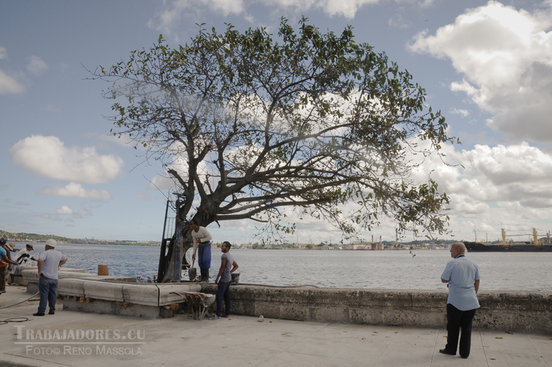 En el paseo marítimo de Paula se ha respetado un árbol. Todo un símbolo de la sensibilidad del programa de reanimación de esta zona de la capital