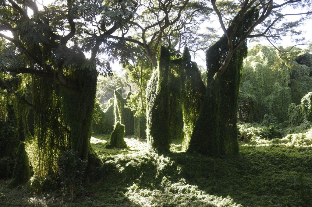 RPparque05_1715x1139