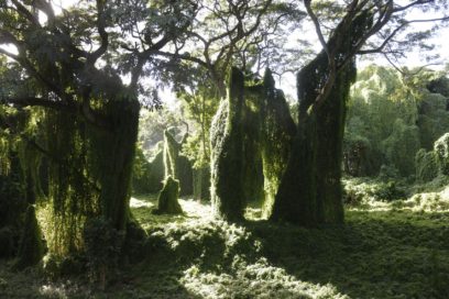 Havana’s Great Metropolitan Park with Natural Celebration