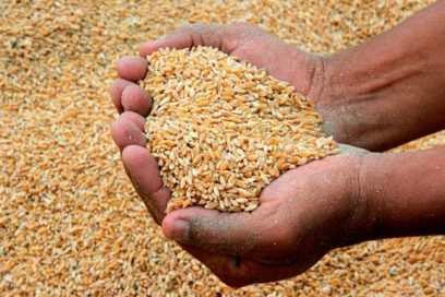 Propondrá Declaración de Roma década de lucha contra la malnutrición