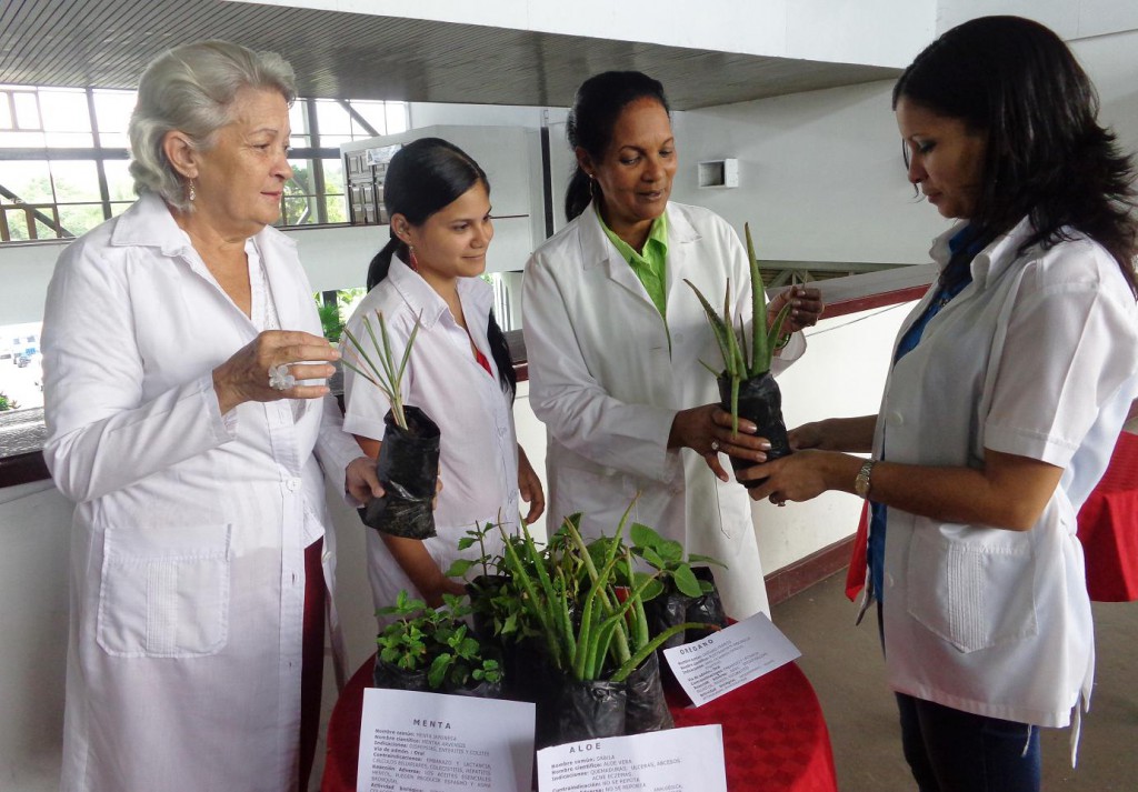 La flor de Jamaica, usada por vinicultores santiagueros en la elaboración de diversos surtidos, abre un abanico de investigación científica que la Sociedad de Medicina Bioenergética y Naturalista pretende aprovechar. Foto: De la autora 