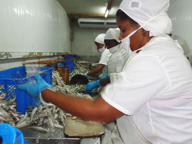 El completamiento de las cajas plásticas idóneas para manipular el pescado y depositar los residuos durante el procesamiento en la industria, falta por materializarse en la unidad pesquera de Bolivia. Foto: Del autor