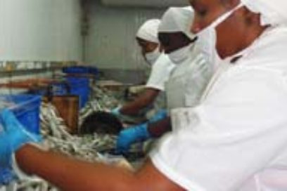 Menos espinas en unidad pesquera