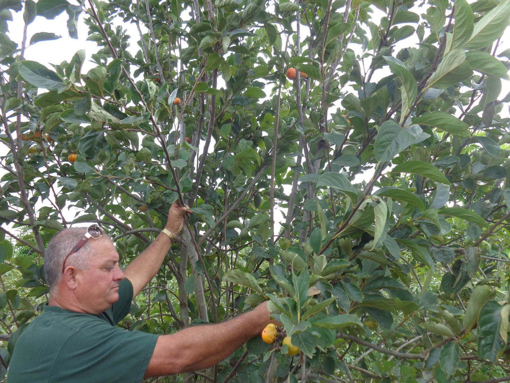 La siembra de frutales es una de las alternativas que se aplican en la empresa. 