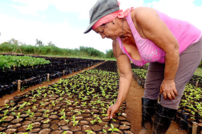 Las “tajadas” agridulces de El Mamey