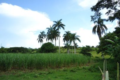 Aumenta siembra de caña en Camagüey